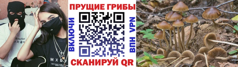 Купить где  Куровское  Псилоцибиновые грибы MAGIC MUSHROOMS 